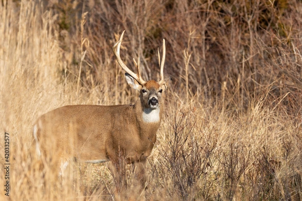 Obraz Asymmetric Beauty