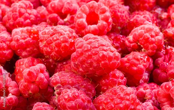 Obraz rashberry background