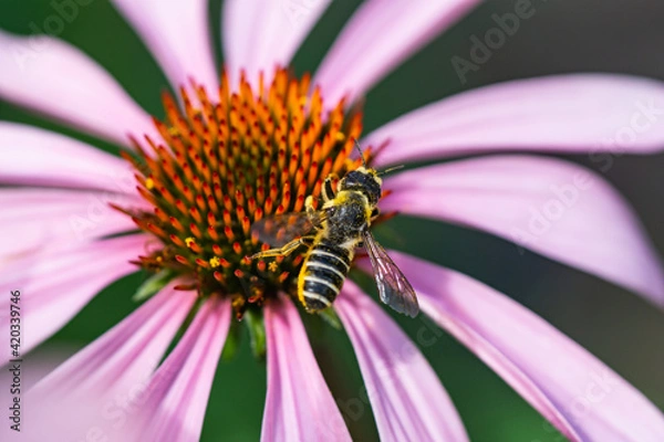 Obraz Pugnacious Leafcutter Bee on Echinacea Flowers