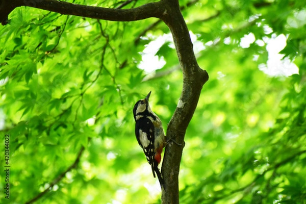 Fototapeta 夏の森のアカゲラ