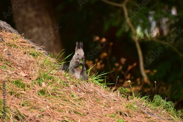 Obraz 斜面で草をかじる秋のエゾリス