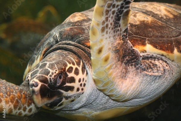 Obraz sea turtle