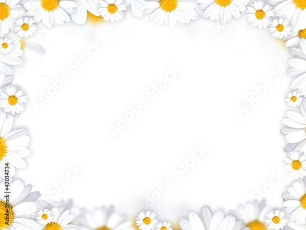 Obraz daisy flowers frame background