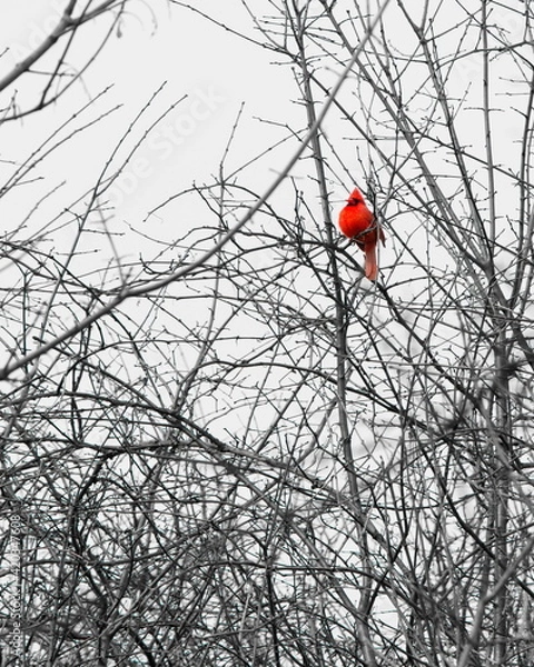 Fototapeta Spot of Red in Tangled Branches