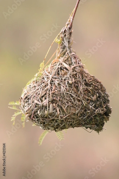 Obraz birds nest