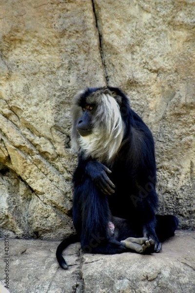 Obraz baboon