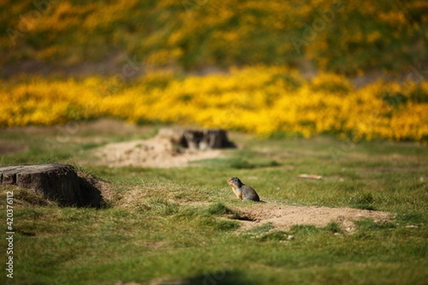 Obraz 穴の中で生活する「地栗鼠（ジリス）」が地上探索