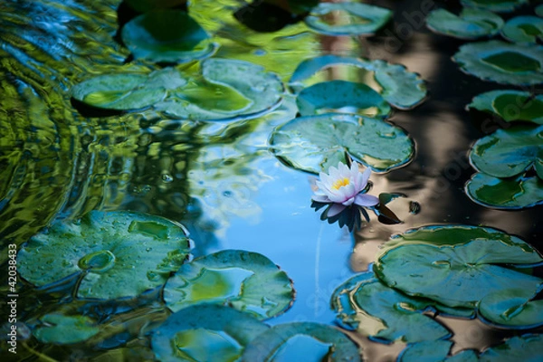 Obraz ninfee fiori 1461