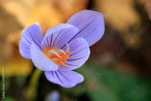 Fototapeta Autumn crocus
