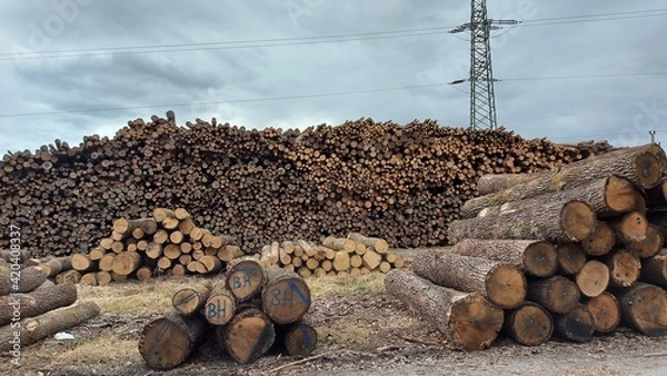 Fototapeta cutted trees