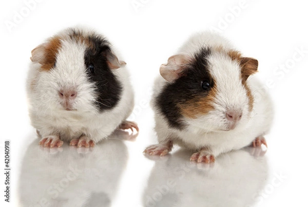 Obraz Guinea pig