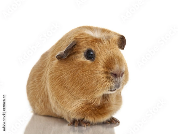 Obraz Guinea pig
