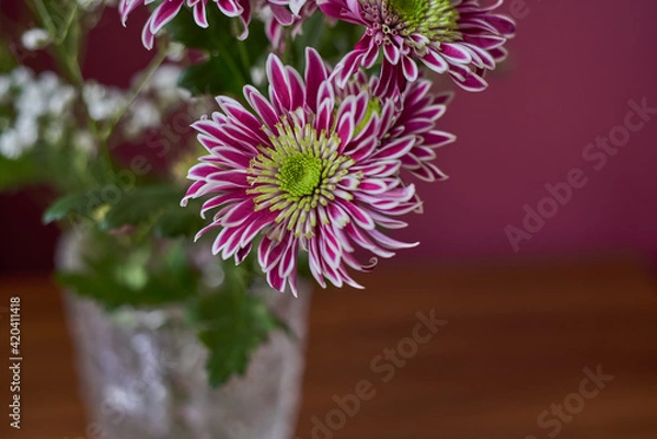 Obraz Variegated chrysanthemums.Variegated bush chrysanthemums with a green-yellow core in a crystal vase stand on a table. Russia, Moscow, holiday, gift, mood, nature, flower, plant, bouquet, macro