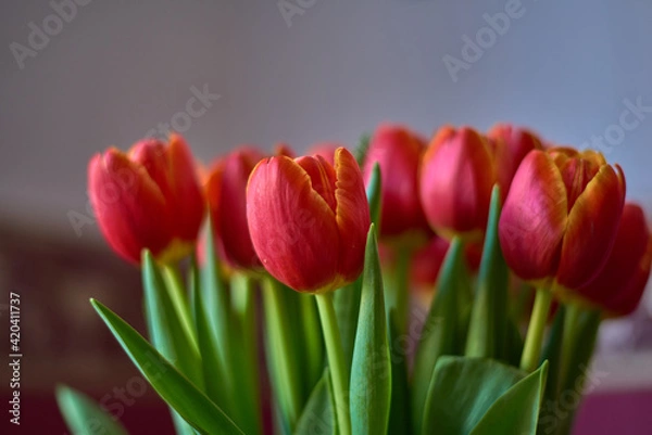 Obraz Red Tulips. Bud, petals, bouquet.Red tulips in a decorative vase stand on a table. Russia, Moscow, holiday, gift, mood, nature, flower, plant, bouquet, macro