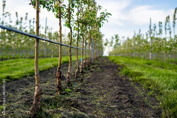 Obraz Using drip irrigation in a young apple tree garden