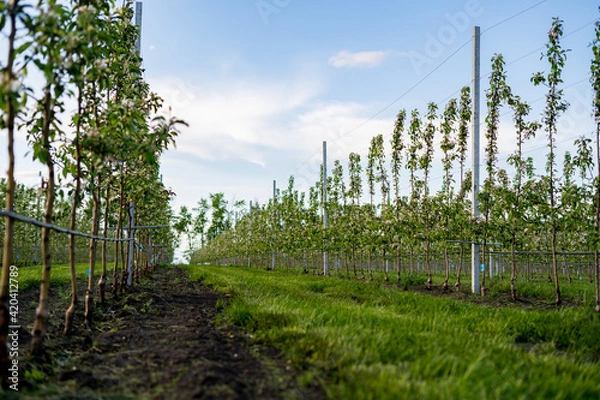 Obraz Using drip irrigation in a young apple tree garden