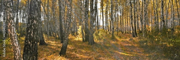 Fototapeta Widescreeen panoramic view on thick birch grove with yellow foliage in autumn day against rays of sun shine and glare, with path between white trunks. Beautiful fall nature forest background