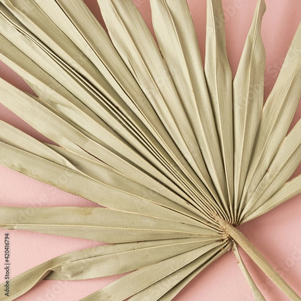 Fototapeta Dry tropical exotic palm leaf on pink background. Flat lay, top view minimalist floral pattern aesthetic composition. Summer time concept.