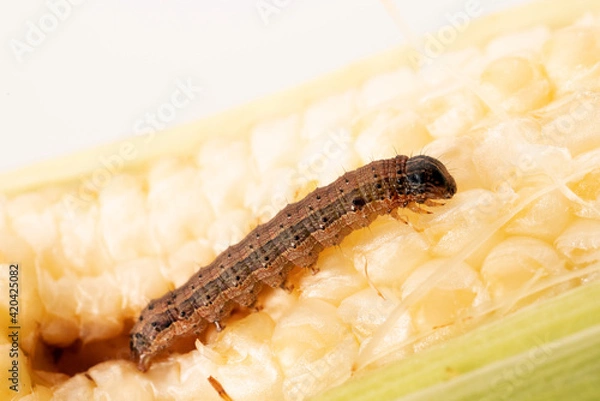 Obraz Fall armyworm on damaged corn with excrement.