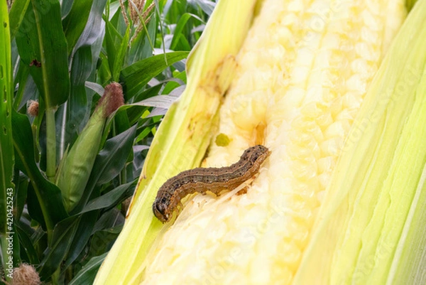 Fototapeta Fall armyworm on damaged corn with excrement.