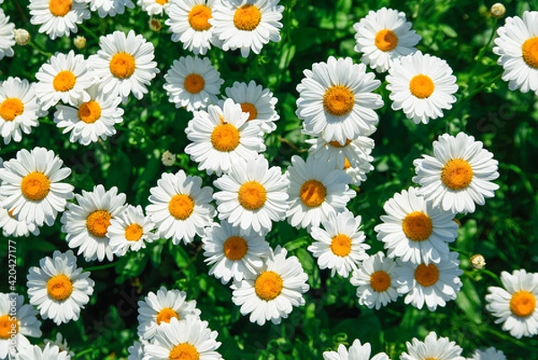 Fototapeta lot of daisies. summer flowers on the field. view from above. overhead