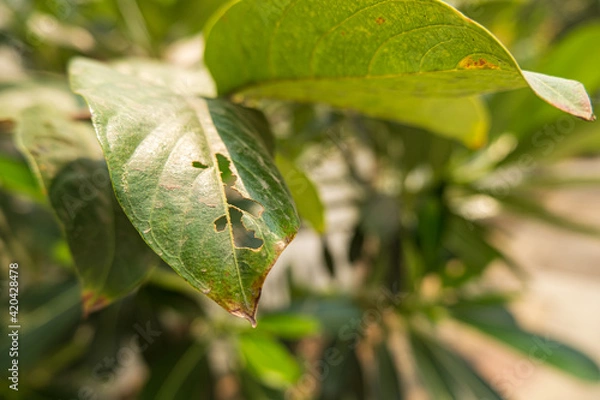 Obraz leaf of a tree