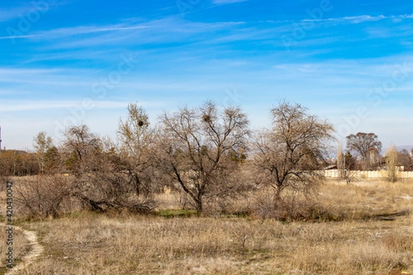 Fototapeta 
in winter, the plain with dry trees