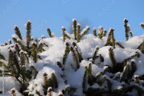 Obraz Winterlandschaft
