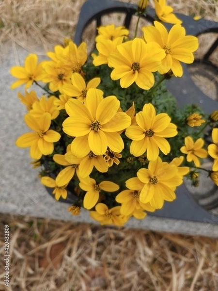 Fototapeta 노란꽃