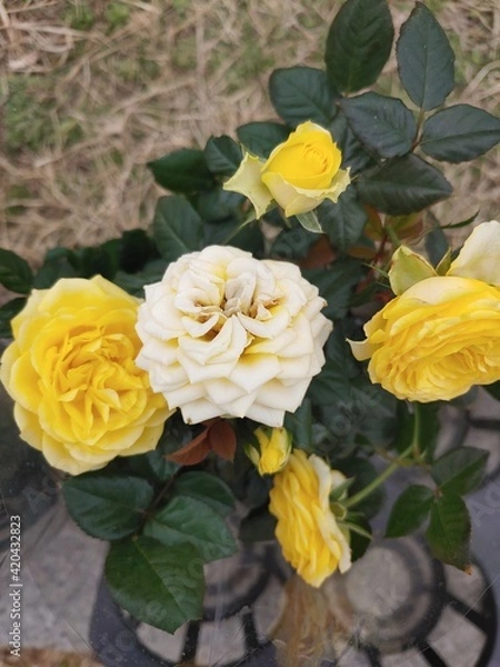 Obraz 노란장미와 백장미