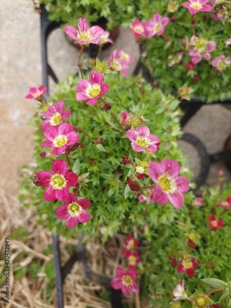 Obraz 아기자기하게 핀 꽃