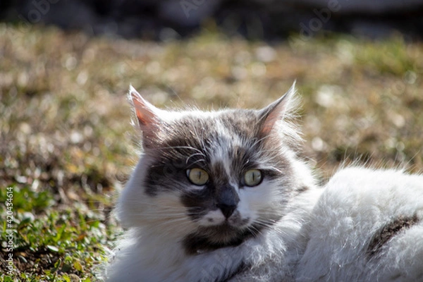Fototapeta Stray cat resting in the park, the cat in white and gray colors.