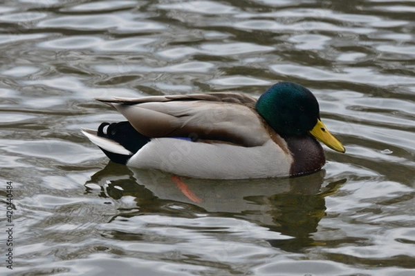 Fototapeta 真冬の北海道の森の池、餌を探すマガモ