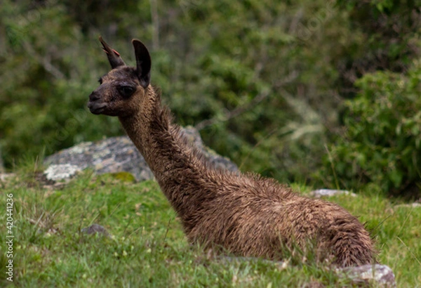 Obraz llama in the grass