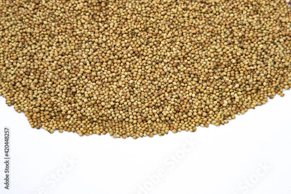Obraz Coriander seeds isolated on white background. Organic Coriander Seeds. Coriander seeds Background.