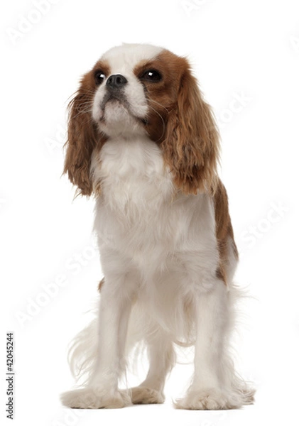 Fototapeta Cavalier King Charles Spaniel, 10 months old
