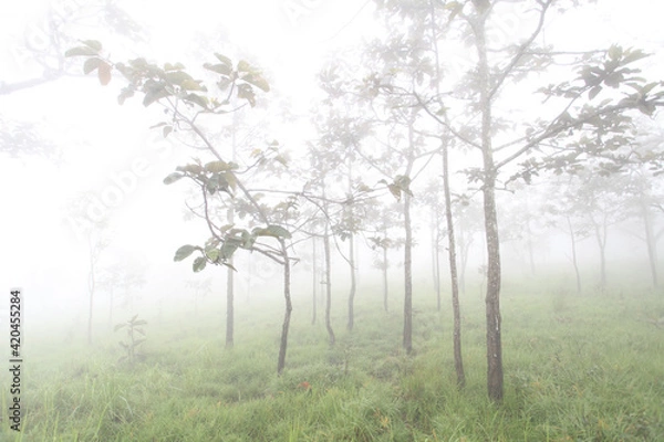 Obraz Krachiew flowers on a foggy day in Pa Hin Ngam National Park in Thailand