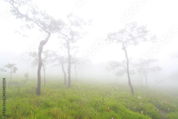 Obraz Krachiew flowers on a foggy day in Pa Hin Ngam National Park in Thailand