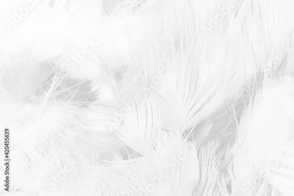 Fototapeta white feather texture background,pastel soft fur for baby to sleep.