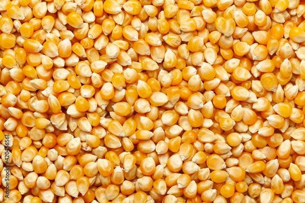 Obraz close-up of organic yellow corn seed or maize (Zea mays) Full-Frame Background. Top View