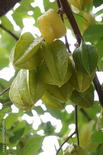 Obraz Star fruit hanging on a tree