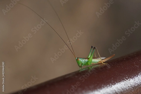 Obraz Close up Green grasshopper on the steel railing