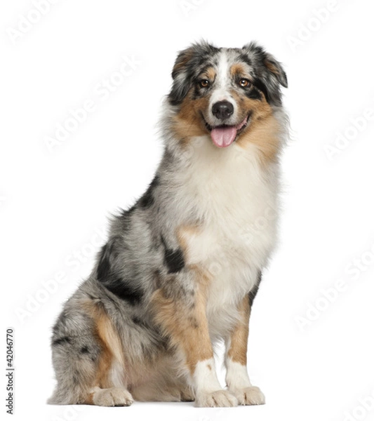 Fototapeta Australian Shepherd, 2 years old