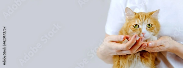 Fototapeta Human hands holding a paw of cat. Tender love and friendship between human and animal. Banner with copy space