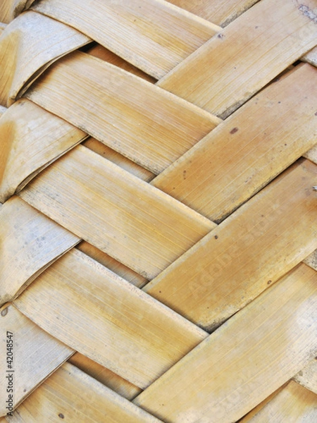 Obraz Leaf of a coco palm