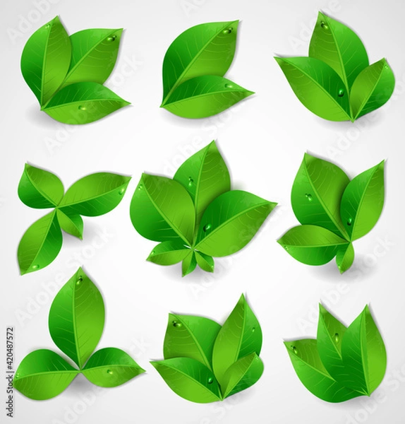 Fototapeta Set of realistic collection of green leaves. Vector illustration