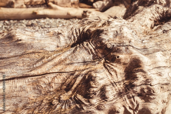 Obraz drift wood texture and grain 