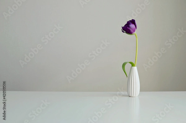Fototapeta Purple flower in a vase on a white background, copy space. Interior mock up.