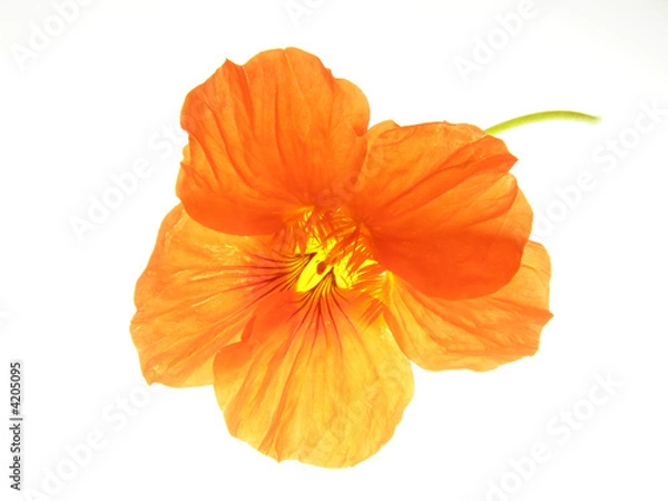 Fototapeta orange flower