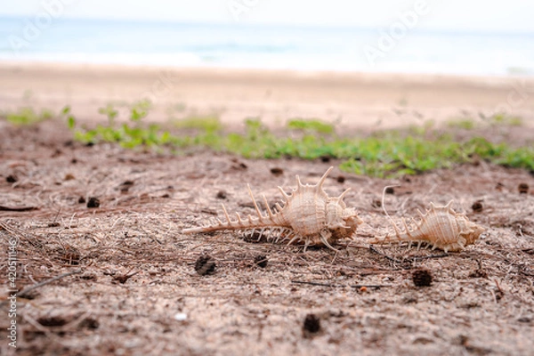 Fototapeta small shell on sand beach with sea background